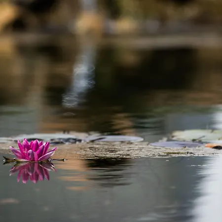 Hotel Octant Monte 5*